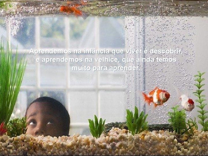 Aprendemos na infância que viver é descobrir, e aprendemos na velhice, que ainda temos