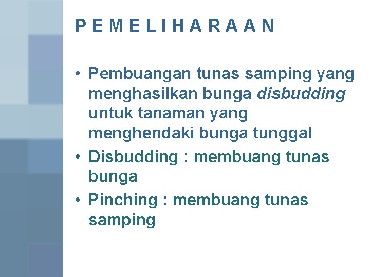 PEMELIHARAAN • Pembuangan tunas samping yang menghasilkan bunga disbudding untuk tanaman yang menghendaki bunga