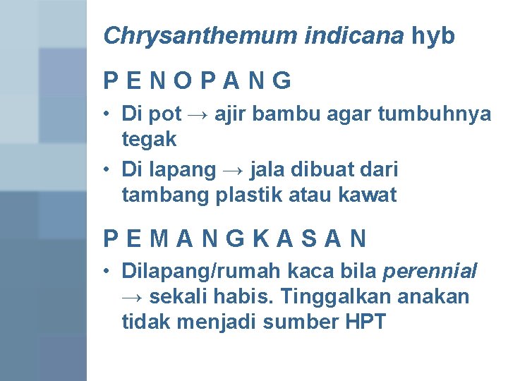 Chrysanthemum indicana hyb PENOPANG • Di pot → ajir bambu agar tumbuhnya tegak •
