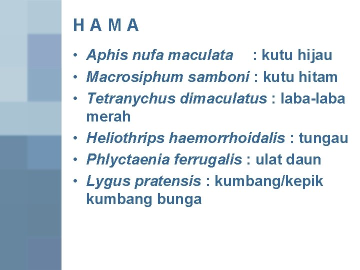 HAMA • Aphis nufa maculata : kutu hijau • Macrosiphum samboni : kutu hitam