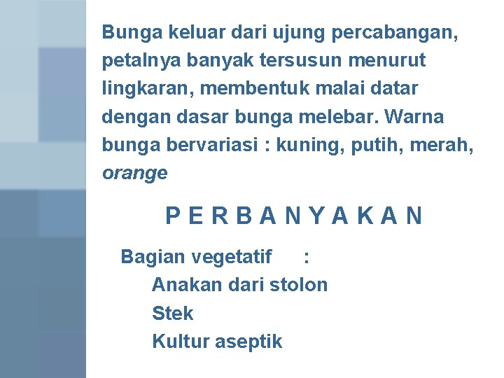 Bunga keluar dari ujung percabangan, petalnya banyak tersusun menurut lingkaran, membentuk malai datar dengan