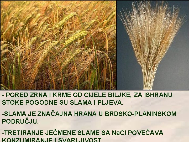 - PORED ZRNA I KRME OD CIJELE BILJKE, ZA ISHRANU STOKE POGODNE SU SLAMA