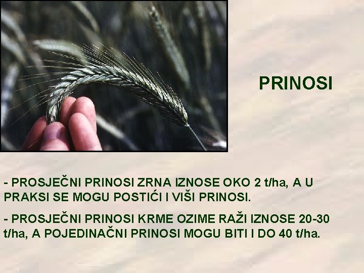 PRINOSI - PROSJEČNI PRINOSI ZRNA IZNOSE OKO 2 t/ha, A U PRAKSI SE MOGU