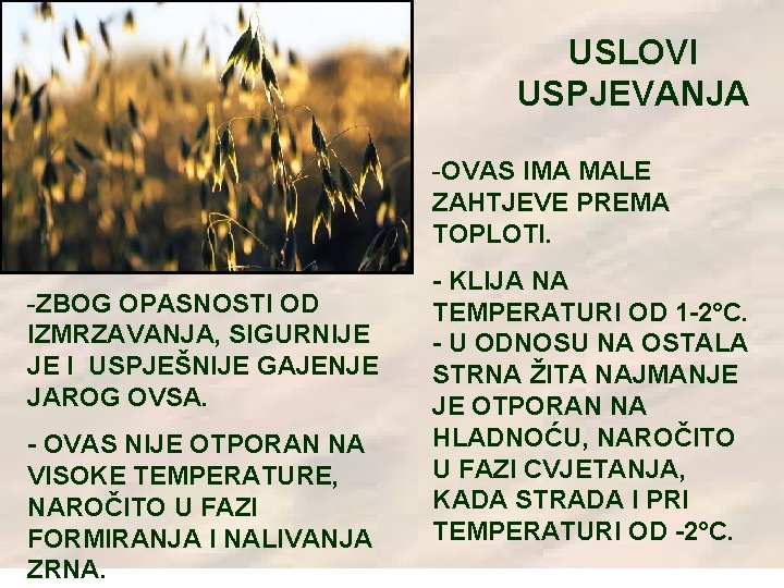 USLOVI USPJEVANJA -OVAS IMA MALE ZAHTJEVE PREMA TOPLOTI. -ZBOG OPASNOSTI OD IZMRZAVANJA, SIGURNIJE JE