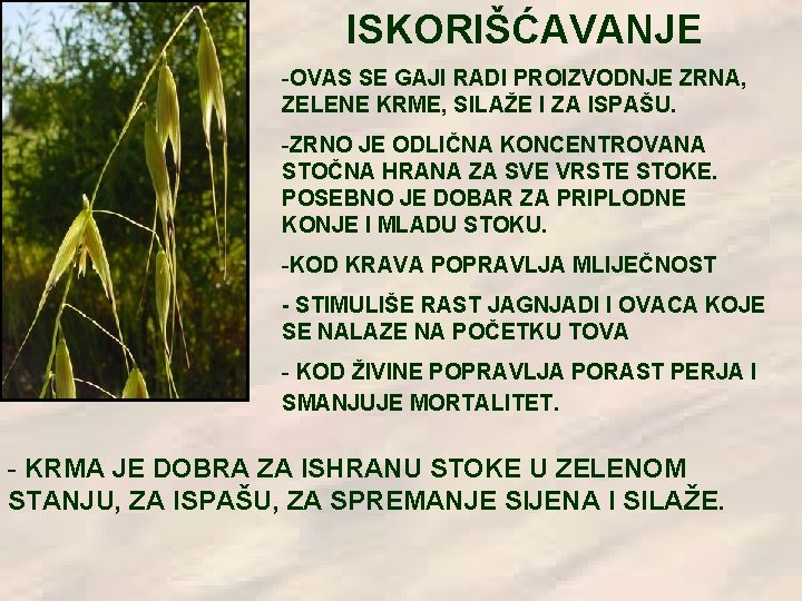 ISKORIŠĆAVANJE -OVAS SE GAJI RADI PROIZVODNJE ZRNA, ZELENE KRME, SILAŽE I ZA ISPAŠU. -ZRNO