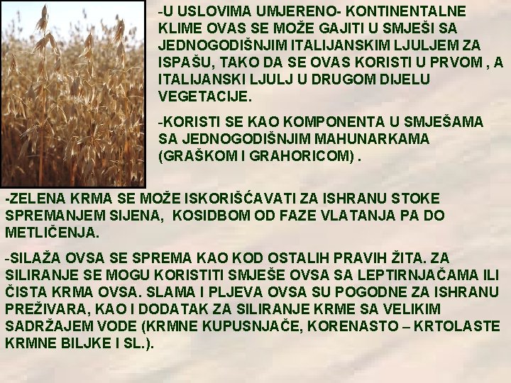 -U USLOVIMA UMJERENO- KONTINENTALNE KLIME OVAS SE MOŽE GAJITI U SMJEŠI SA JEDNOGODIŠNJIM ITALIJANSKIM