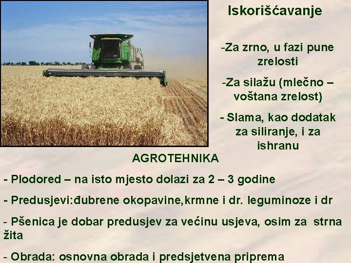 Iskorišćavanje -Za zrno, u fazi pune zrelosti -Za silažu (mlečno – voštana zrelost) AGROTEHNIKA