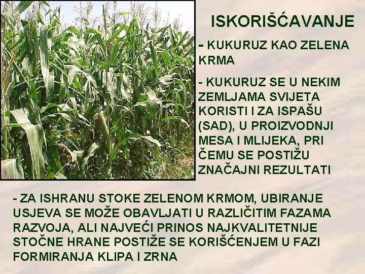 ISKORIŠĆAVANJE - KUKURUZ KAO ZELENA KRMA - KUKURUZ SE U NEKIM ZEMLJAMA SVIJETA KORISTI