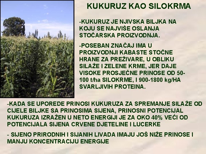 KUKURUZ KAO SILOKRMA -KUKURUZ JE NJIVSKA BILJKA NA KOJU SE NAJVIŠE OSLANJA STOČARSKA PROIZVODNJA.