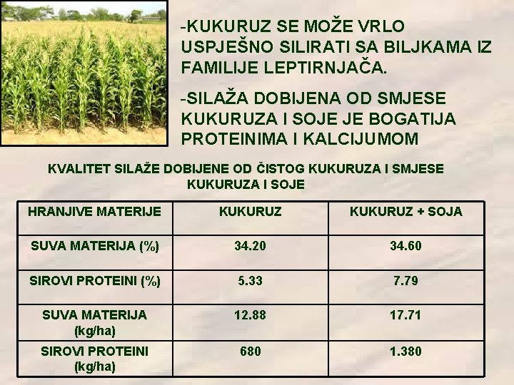 -KUKURUZ SE MOŽE VRLO USPJEŠNO SILIRATI SA BILJKAMA IZ FAMILIJE LEPTIRNJAČA. -SILAŽA DOBIJENA OD