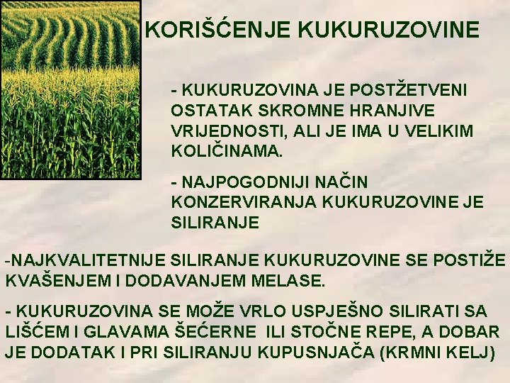 KORIŠĆENJE KUKURUZOVINE - KUKURUZOVINA JE POSTŽETVENI OSTATAK SKROMNE HRANJIVE VRIJEDNOSTI, ALI JE IMA U