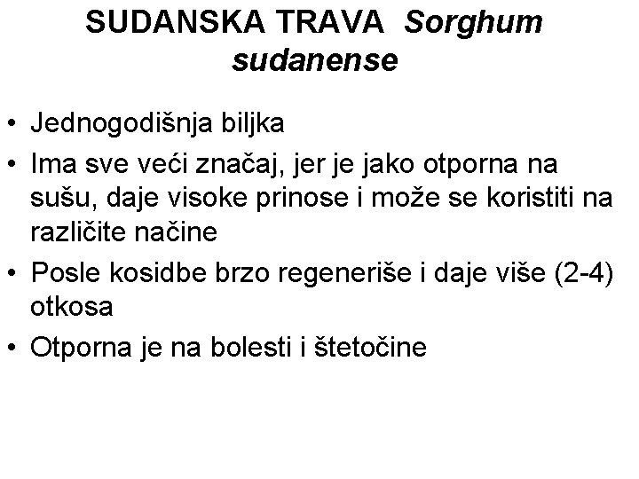 SUDANSKA TRAVA Sorghum sudanense • Jednogodišnja biljka • Ima sve veći značaj, jer je