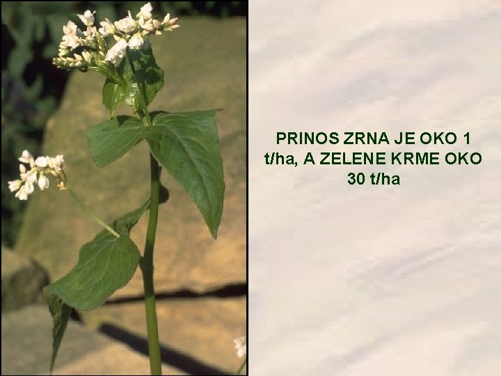 PRINOS ZRNA JE OKO 1 t/ha, A ZELENE KRME OKO 30 t/ha 