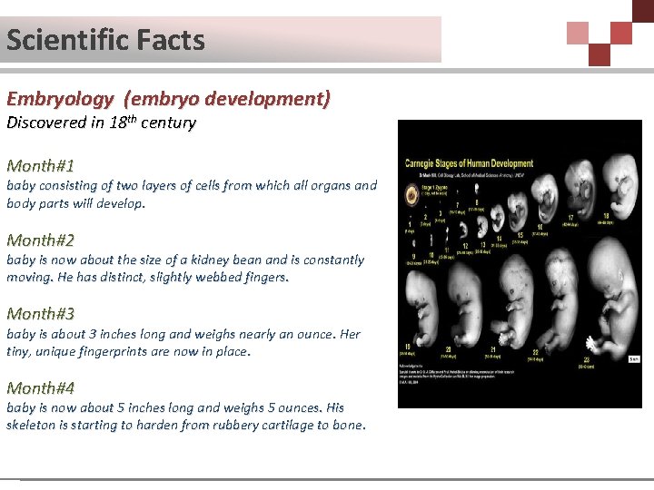 Scientific Facts Embryology (embryo development) Discovered in 18 th century Month#1 baby consisting of
