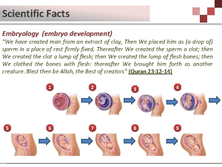 Scientific Facts Embryology (embryo development) “We have created man from an extract of clay,