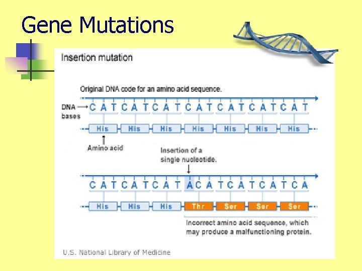 Gene Mutations 