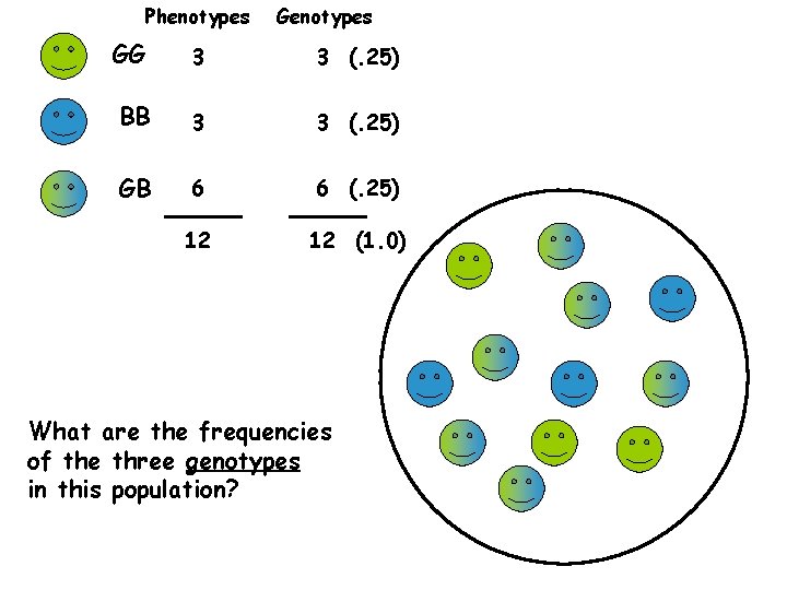 Genotype 3 Science THE GENETIC BASIS OF EVOLUTIONARY CHANGE 1 Simple