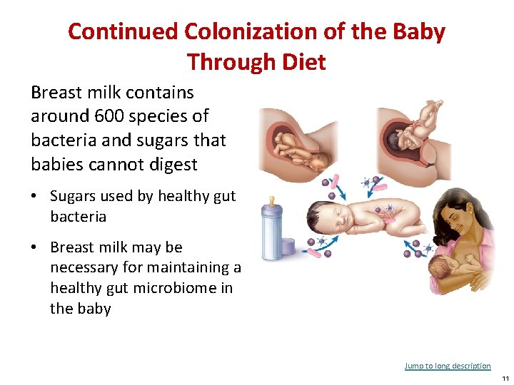 Continued Colonization of the Baby Through Diet Breast milk contains around 600 species of
