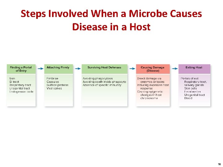 Steps Involved When a Microbe Causes Disease in a Host 19 