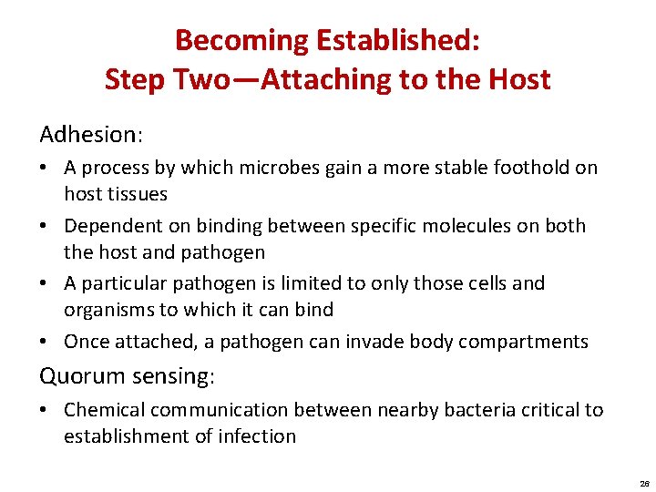 Becoming Established: Step Two—Attaching to the Host Adhesion: • A process by which microbes