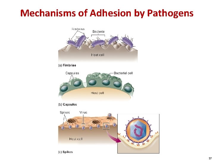 Mechanisms of Adhesion by Pathogens 27 