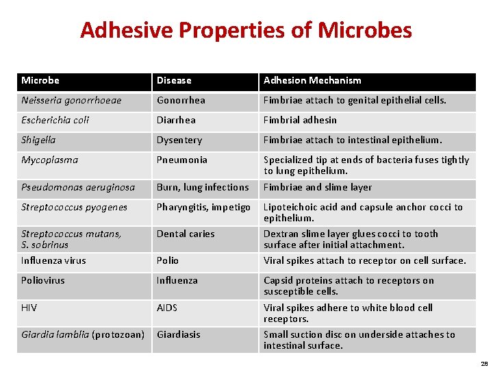 Adhesive Properties of Microbes Microbe Disease Adhesion Mechanism Neisseria gonorrhoeae Gonorrhea Fimbriae attach to