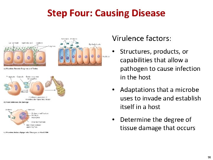 Step Four: Causing Disease Virulence factors: • Structures, products, or capabilities that allow a