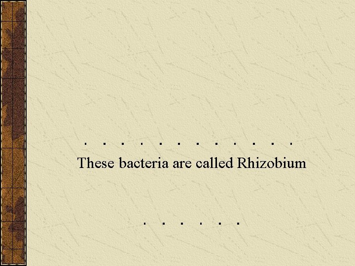 These bacteria are called Rhizobium 