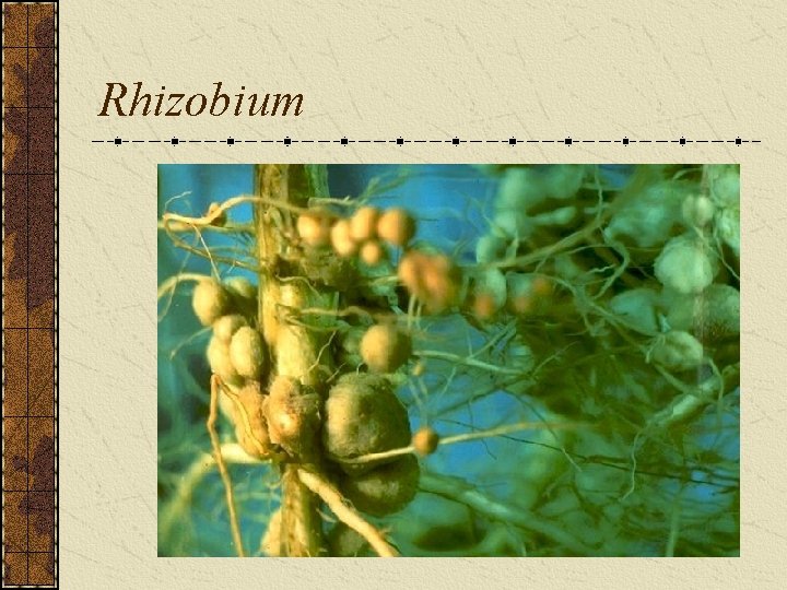 Rhizobium 