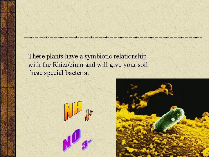 These plants have a symbiotic relationship with the Rhizobium and will give your soil