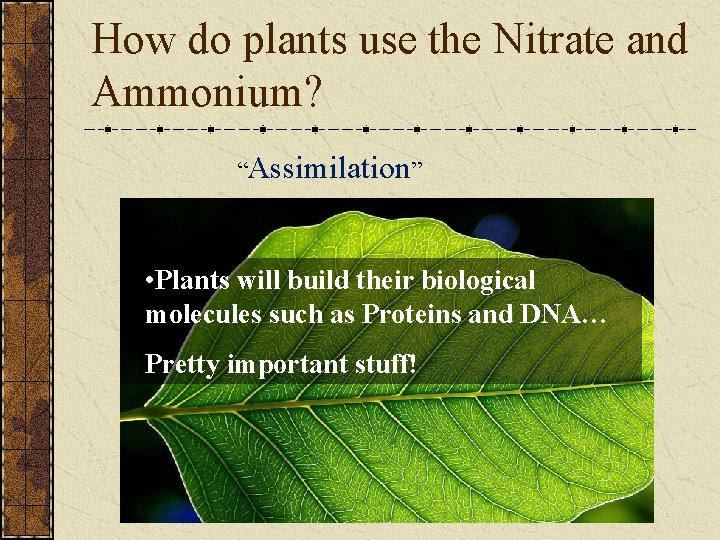 How do plants use the Nitrate and Ammonium? “Assimilation” • Plants will build their