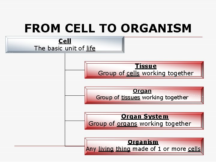 FROM CELL TO ORGANISM Cell The basic unit of life Tissue Group of cells