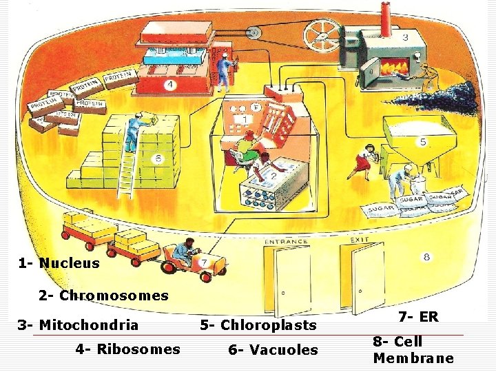 1 - Nucleus 2 - Chromosomes 3 - Mitochondria 4 - Ribosomes 5 -