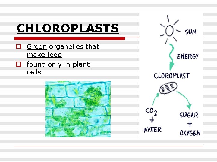 CHLOROPLASTS o Green organelles that make food o found only in plant cells 