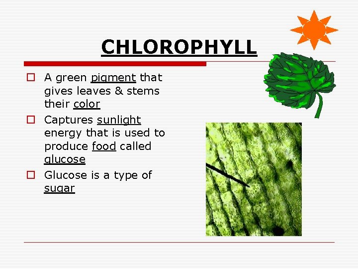 CHLOROPHYLL o A green pigment that gives leaves & stems their color o Captures