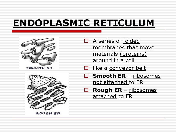 ENDOPLASMIC RETICULUM o A series of folded membranes that move materials (proteins) around in