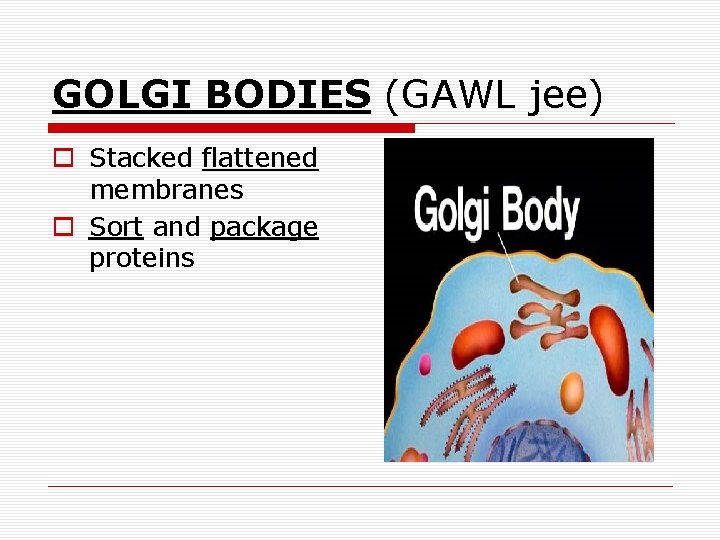 GOLGI BODIES (GAWL jee) o Stacked flattened membranes o Sort and package proteins 