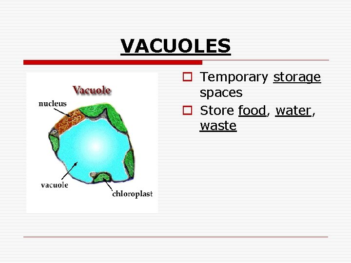 VACUOLES o Temporary storage spaces o Store food, water, waste 