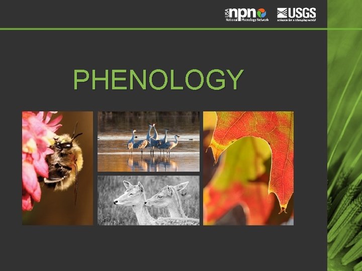 PHENOLOGY 