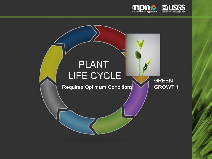 PLANT LIFE CYCLE Requires Optimum Conditions GREEN GROWTH 
