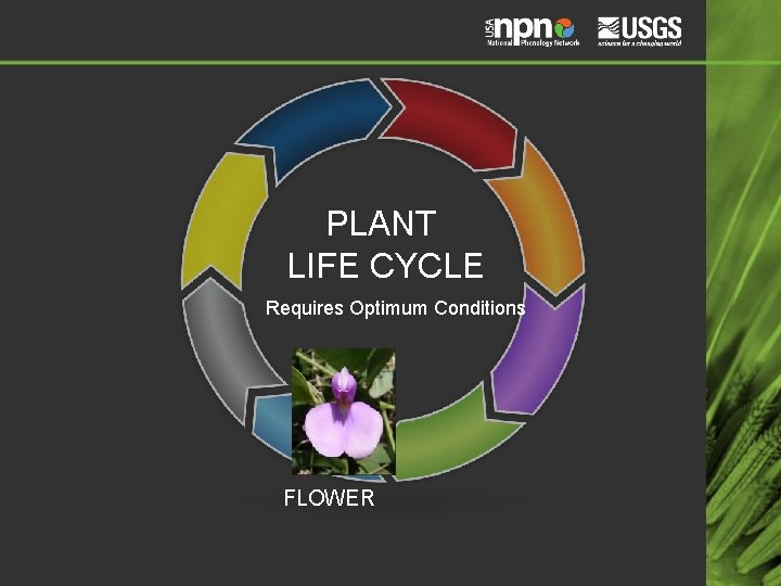 PLANT LIFE CYCLE Requires Optimum Conditions FLOWER 