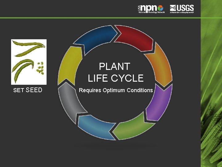 PLANT LIFE CYCLE SET SEED Requires Optimum Conditions 