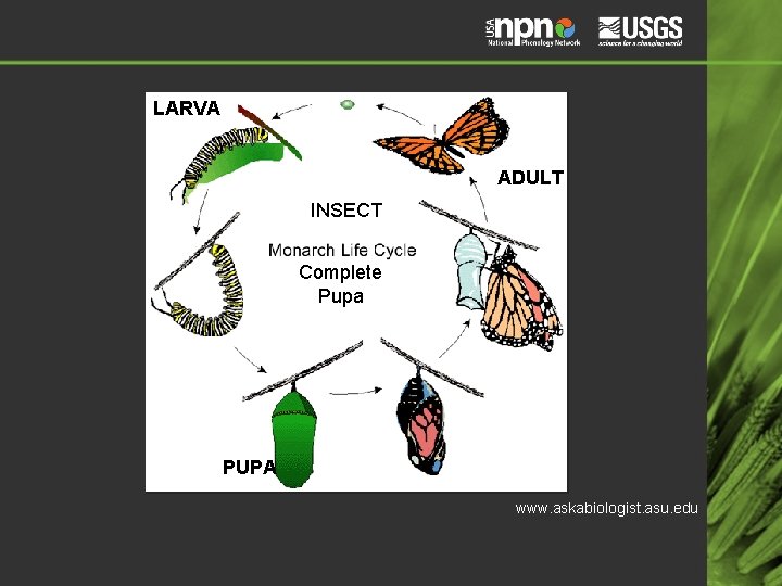 LARVA ADULT INSECT Complete Pupa PUPA www. askabiologist. asu. edu 