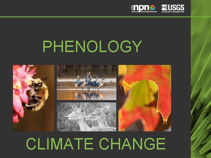 PHENOLOGY CLIMATE CHANGE 