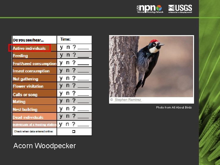 Photo from All About Birds Acorn Woodpecker 