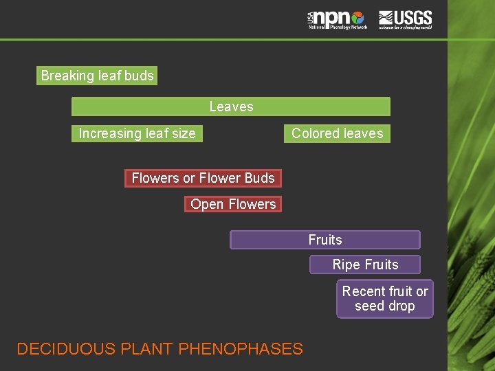 Breaking leaf buds Leaves Increasing leaf size Colored leaves Flowers or Flower Buds Open