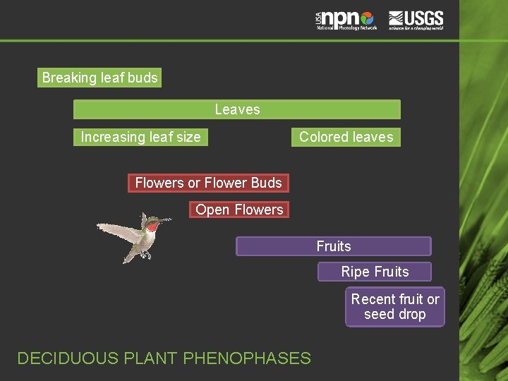 Breaking leaf buds Leaves Increasing leaf size Colored leaves Flowers or Flower Buds Open