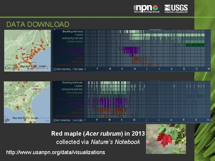 DATA DOWNLOAD Red maple (Acer rubrum) in 2013 collected via Nature’s Notebook http: //www.