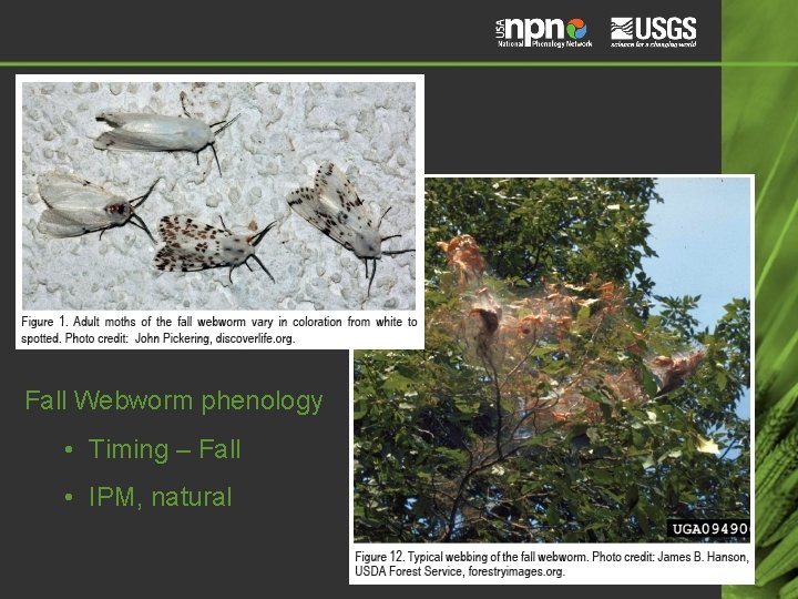 Fall Webworm phenology • Timing – Fall • IPM, natural 