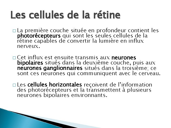 Les cellules de la rétine � La première couche située en profondeur contient les